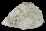 Two Fossil Crinoids (Dichocrinus & Cercidocrinus) - Gilmore City, Iowa #148679-2